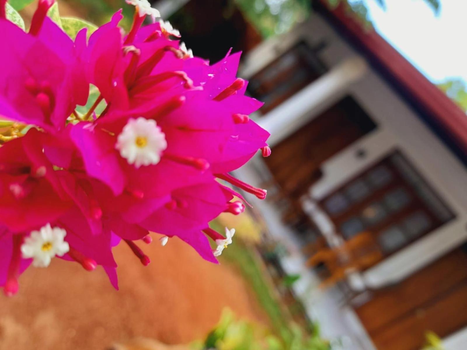 The Cozy Cottage ハバラナ エクステリア 写真